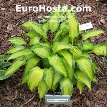 hosta Chinese Sunrise