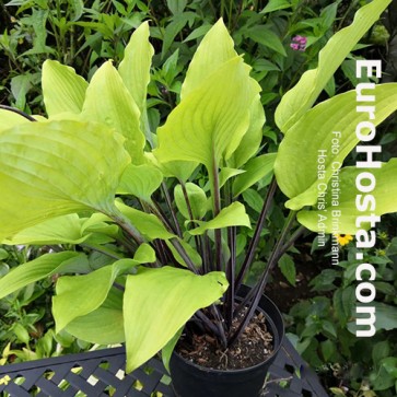 hosta Chris' Admin