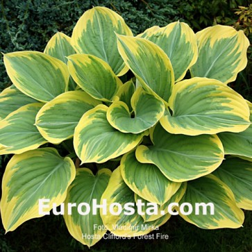 Hosta Clifford's Forest Fire - Eurohosta