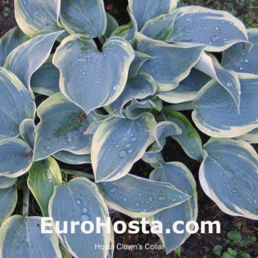 Hosta Clown's Collar 