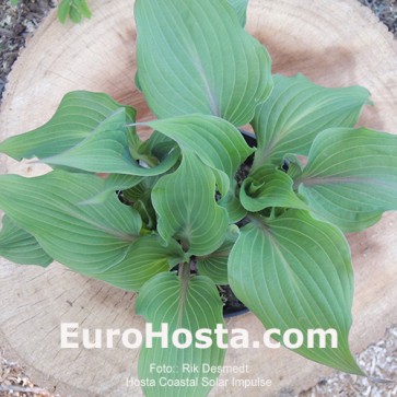 Hosta Coastal Solar Impulse