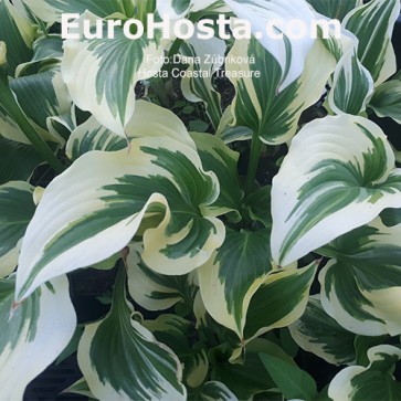 Hosta Coastal Treasure