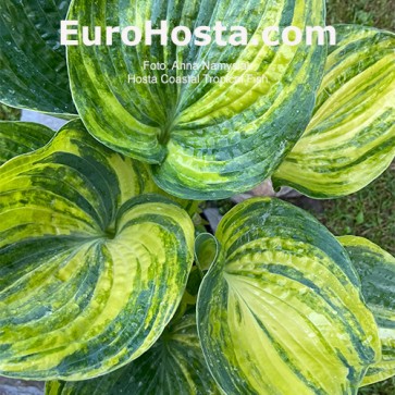 Hosta Coastal Tropical Fish