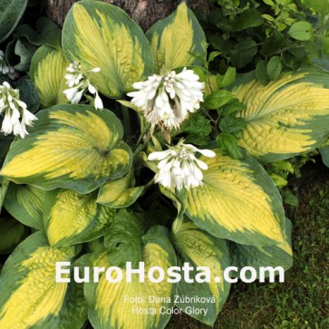 Hosta Color Glory - Eurohosta