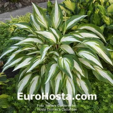 Hosta Cool as a Cucumber