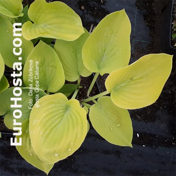 Hosta Copa Cabana