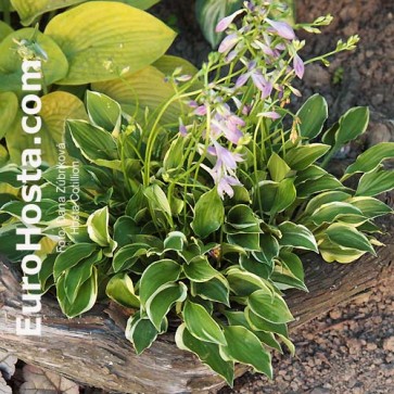 Hosta Cotillion