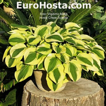 Hosta Crepe Suzette