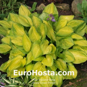 Hosta Crown Prince