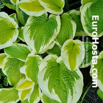 Hosta Delta Dawn - Eurohosta