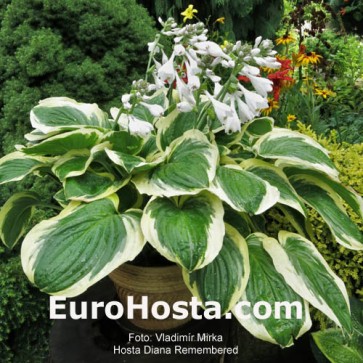 Hosta Diana Remembered - Eurohosta