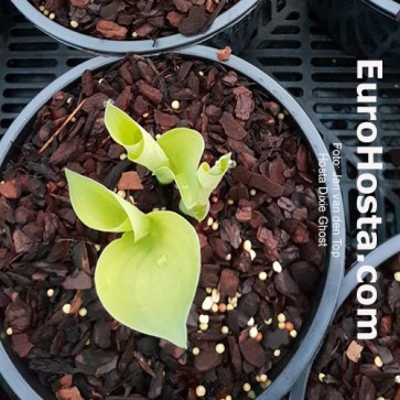 Hosta Dixie Ghost | EUROHOSTA