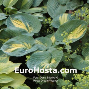 Hosta Dream Weaver - Eurohosta