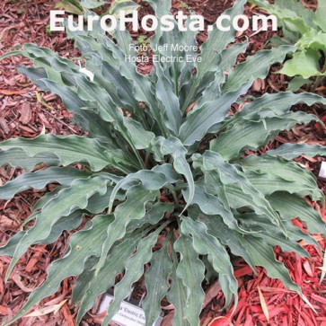 Hosta Electric Eve