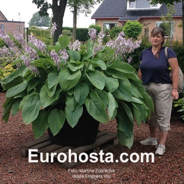 Hosta Empress Wu - Eurohosta