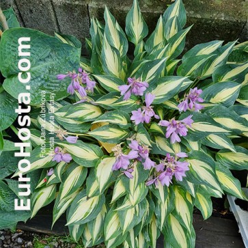 Hosta Extasy - Eurohosta