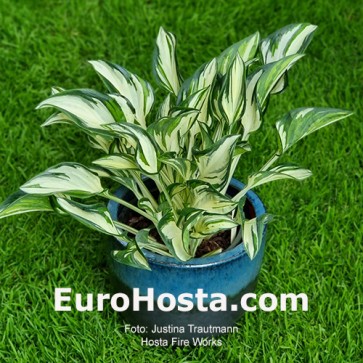 Hosta Fireworks - Eurohosta