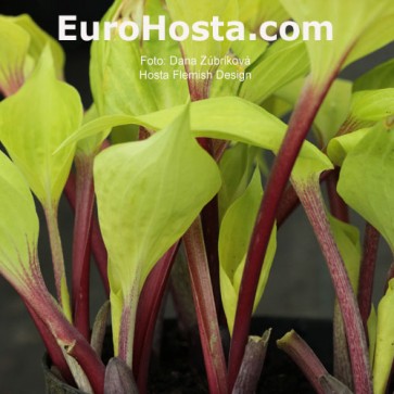 hosta Flemish Design