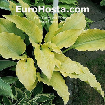 Hosta Flemish Gold