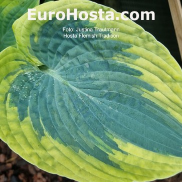 Hosta Flemish Tradition