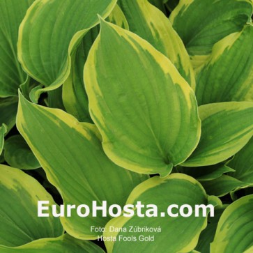 Hosta Fool´s Gold - Eurohosta