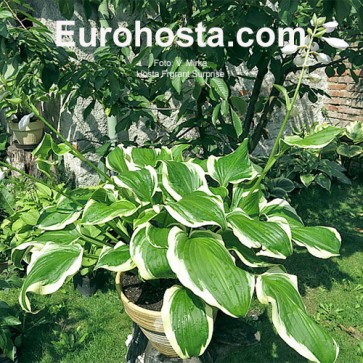 Hosta Fragrant Surprise