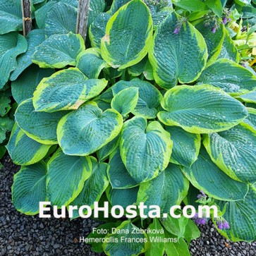 Hosta Frances Williams - Eurohosta