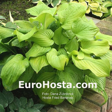 Hosta Fried Bananas - Eurohosta