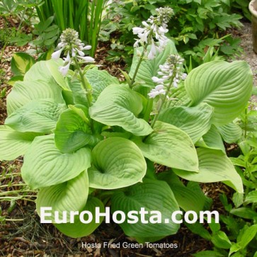 Hosta Fried Green Tomatoes - Eurohosta