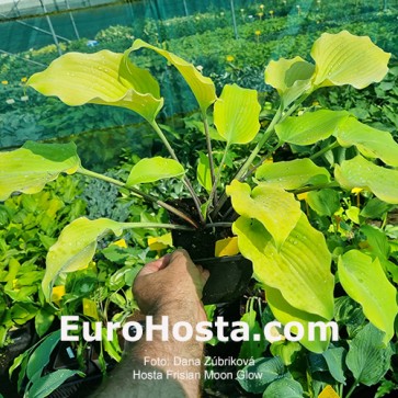 Hosta Frisian Moon Glow 
