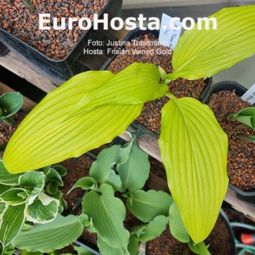 Hosta Frisian Veined Gold