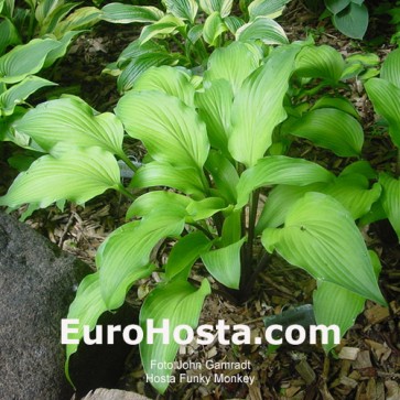 Hosta Funky Monkey