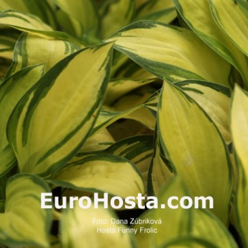 Hosta Funny Frolic