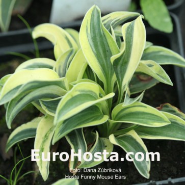 Hosta Funny Mouse Ears - Eurohosta