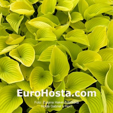 Hosta Gabriel´s Horn