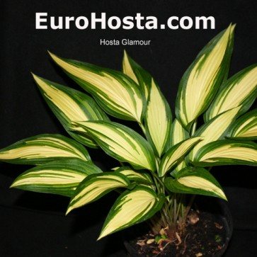 Hosta Glamour - Eurohosta