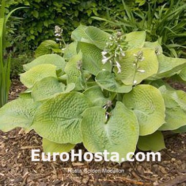 Hosta Golden Medallion - Eurohosta