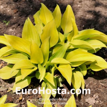 Hosta Golden Spades 