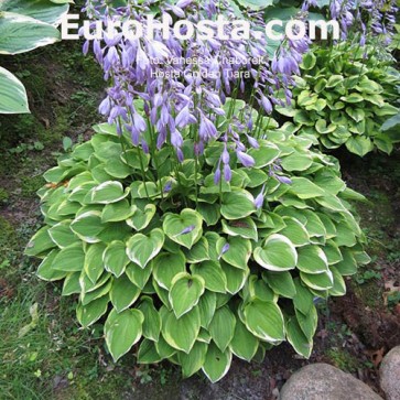 Hosta Lemon Lime - Eurohosta