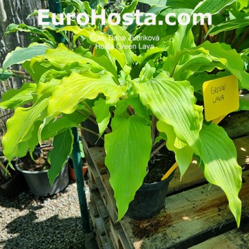 Hosta Green Lava