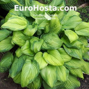 Hosta Guacamole - Eurohosta