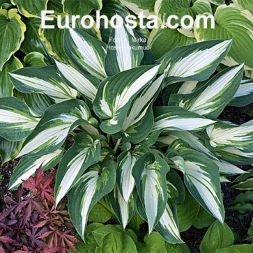 Hosta Hakumuo