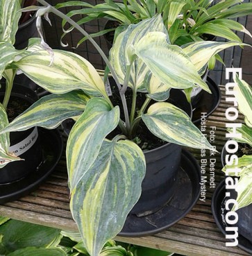 hosta Hanjas Blue Mystery