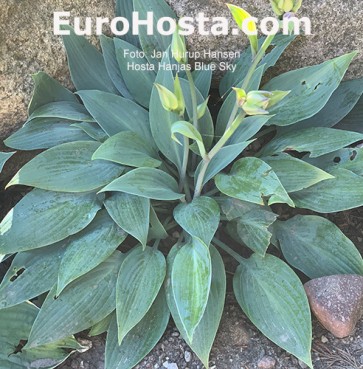hosta Hanjas Blue Sky