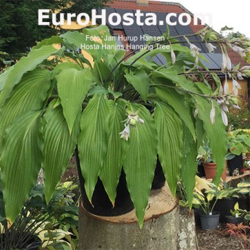 Hosta Hanjas Hanging Tree