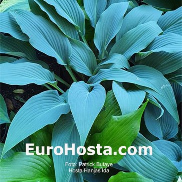 Hosta Hanjas Ida