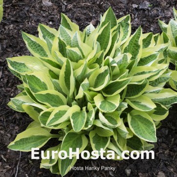 Hosta Hanky Panky - Eurohosta