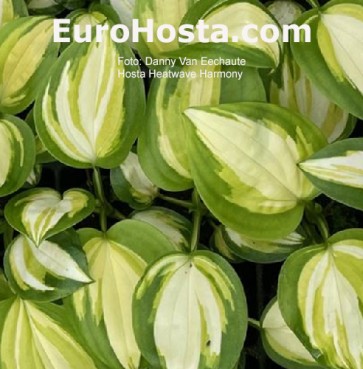 hosta Heatwave Harmony