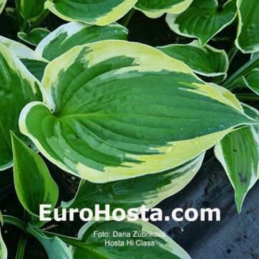 Hosta Hi Class