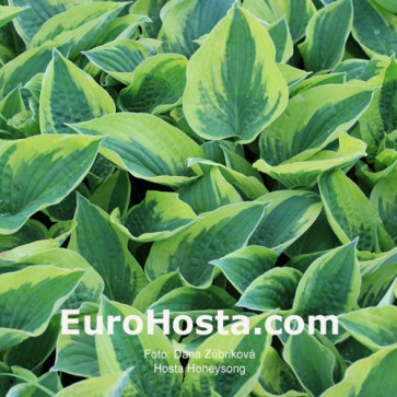 Hosta Honeysong - Eurohosta